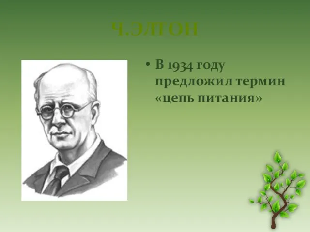 Ч.Элтон В 1934 году предложил термин «цепь питания»