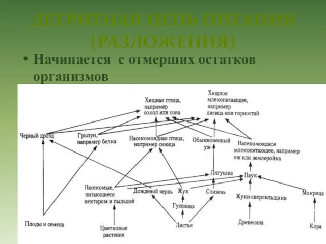 Детритная цепь питания (разложения) Начинается с отмерших остатков организмов