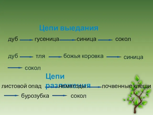 дуб гусеница синица сокол Цепи выедания дуб тля божья коровка синица сокол