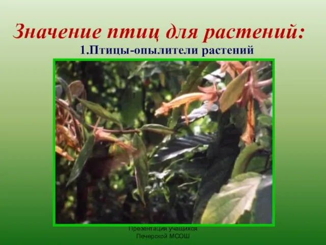 Презентация учащихся Печерской МСОШ Значение птиц для растений: 1.Птицы-опылители растений