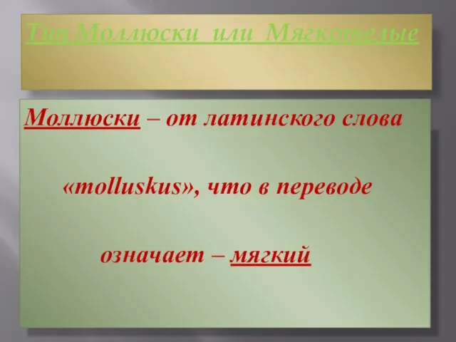 Тип Моллюски или Мягкотелые Моллюски – от латинского слова «molluskus», что в переводе означает – мягкий