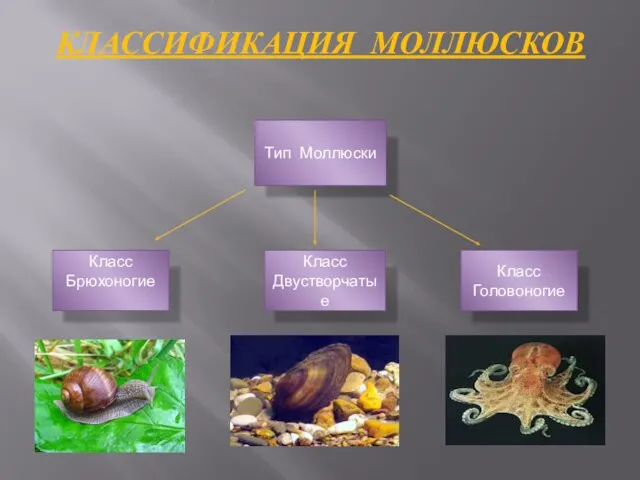 КЛАССИФИКАЦИЯ МОЛЛЮСКОВ Класс Брюхоногие Класс Двустворчатые Класс Головоногие Тип Моллюски