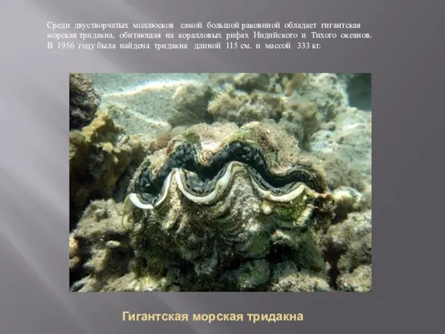 Гигантская морская тридакна Среди двустворчатых моллюсков самой большой раковиной обладает гигантская морская