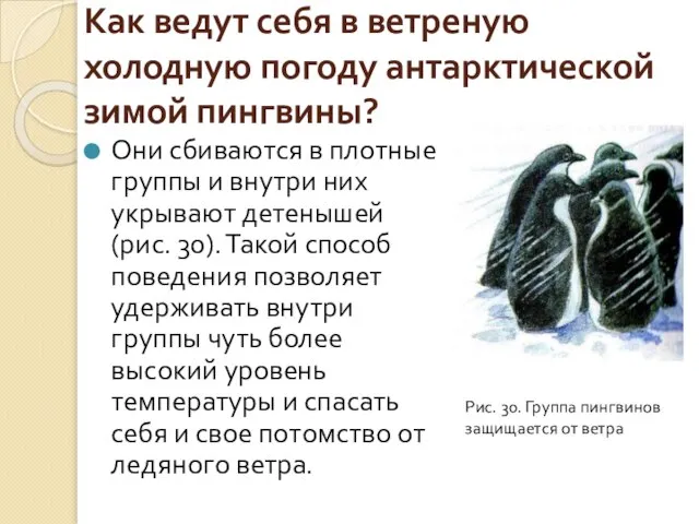 Как ведут себя в ветреную холодную погоду антарктической зимой пингвины? Они сбиваются