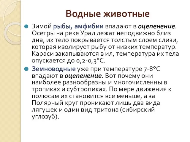 Водные животные Зимой рыбы, амфибии впадают в оцепенение. Осетры на реке Урал