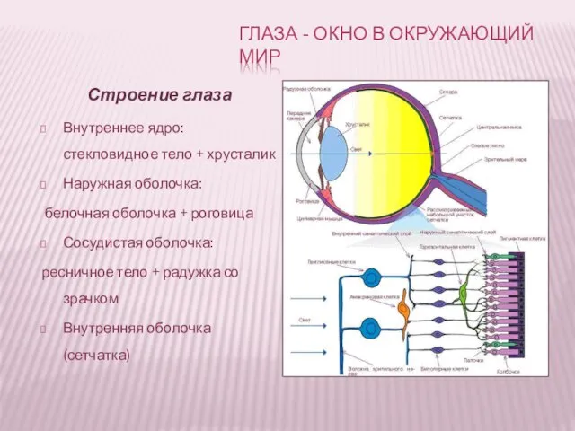 Строение глаза Внутреннее ядро: стекловидное тело + хрусталик Наружная оболочка: белочная оболочка