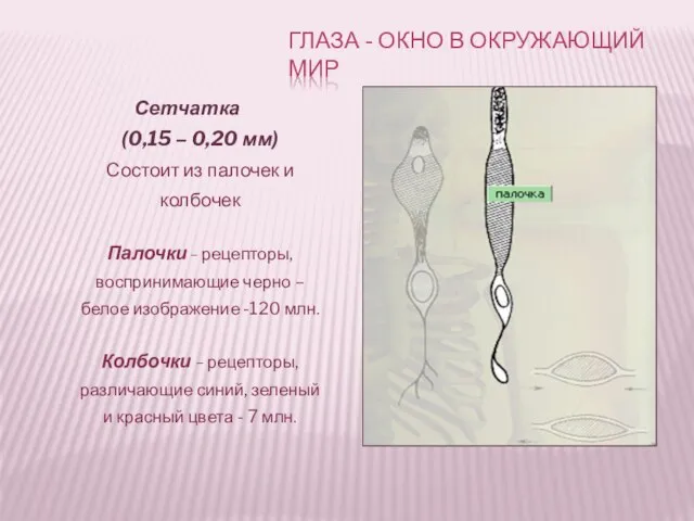 Сетчатка (0,15 – 0,20 мм) Состоит из палочек и колбочек Палочки –