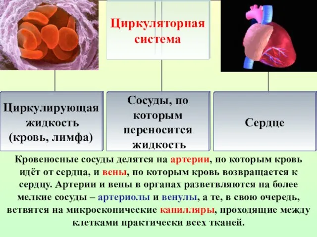 Кровеносные сосуды делятся на артерии, по которым кровь идёт от сердца, и