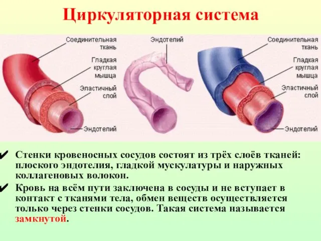 Циркуляторная система Стенки кровеносных сосудов состоят из трёх слоёв тканей: плоского эндотелия,