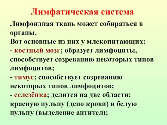 Лимфоидная ткань может собираться в органы. Вот основные из них у млекопитающих: