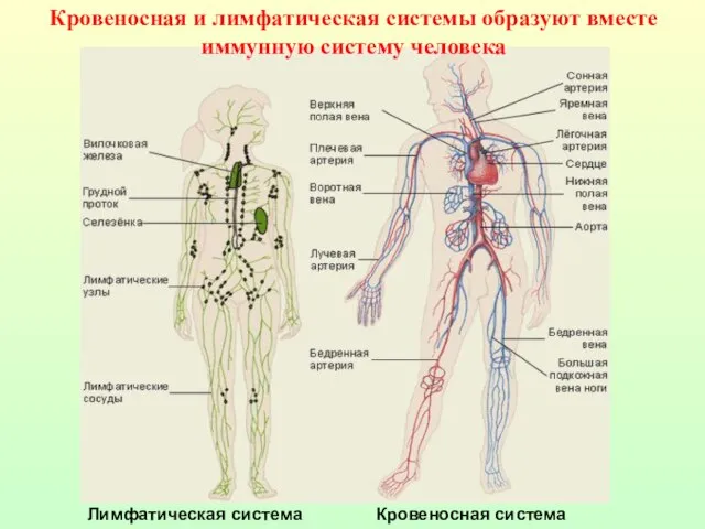 Лимфатическая система Кровеносная система Кровеносная и лимфатическая системы образуют вместе иммунную систему человека