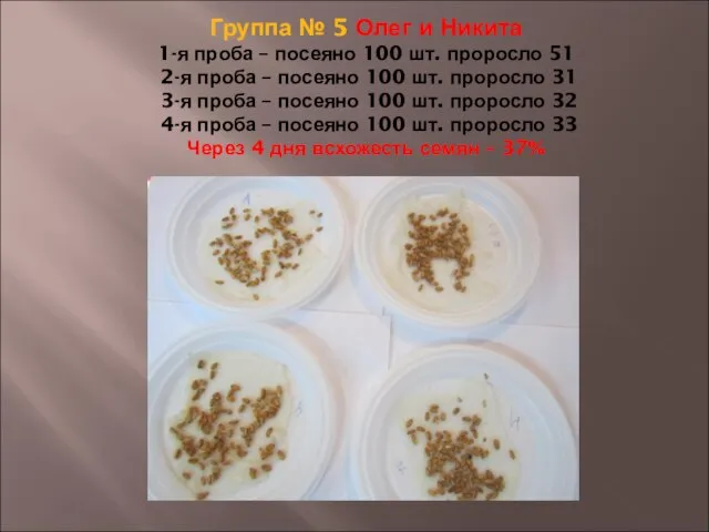 Группа № 5 Олег и Никита 1-я проба – посеяно 100 шт.