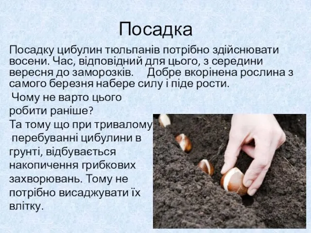 Посадка Посадку цибулин тюльпанів потрібно здійснювати восени. Час, відповідний для цього, з