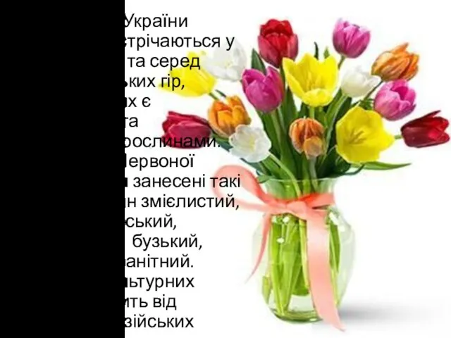 На території України тюльпани зустрічаються у степовій зоні та серед скель Кримських