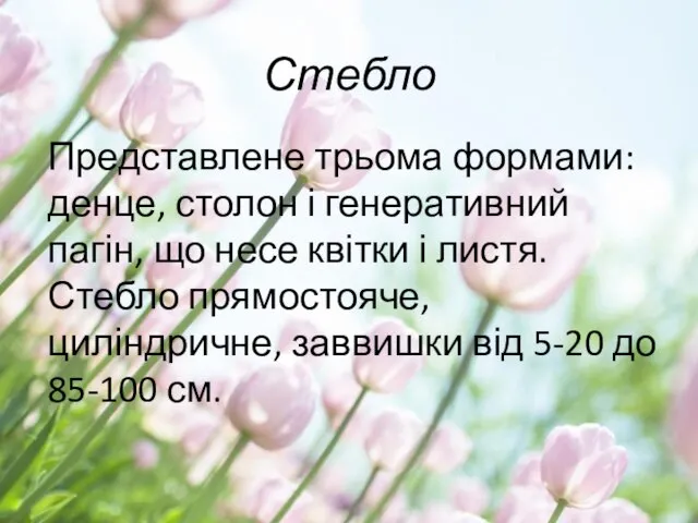 Стебло Представлене трьома формами: денце, столон і генеративний пагін, що несе квітки