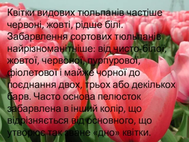 Квітки видових тюльпанів частіше червоні, жовті, рідше білі. Забарвлення сортових тюльпанів найрізноманітніше: