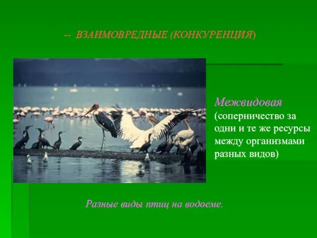 -- ВЗАИМОВРЕДНЫЕ (КОНКУРЕНЦИЯ) Межвидовая(соперничество за одни и те же ресурсы между организмами