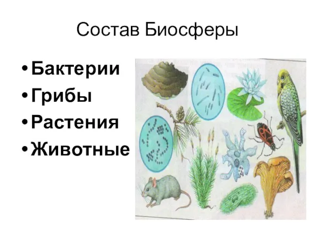 Состав Биосферы Бактерии Грибы Растения Животные