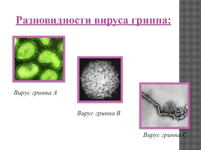 Вирус гриппа А Вирус гриппа В Вирус гриппа С Разновидности вируса гриппа: