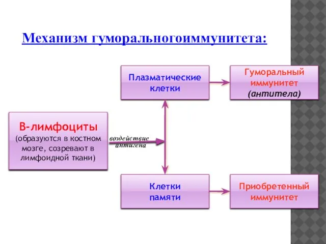 Механизм гуморальногоиммунитета: