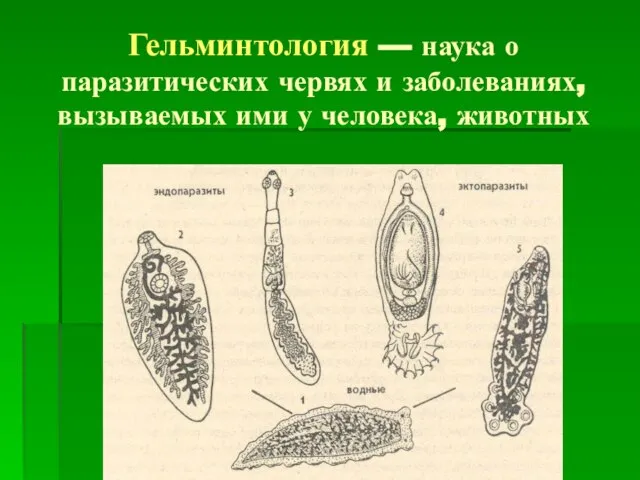 Гельминтология — наука о паразитических червях и заболеваниях, вызываемых ими у человека, животных