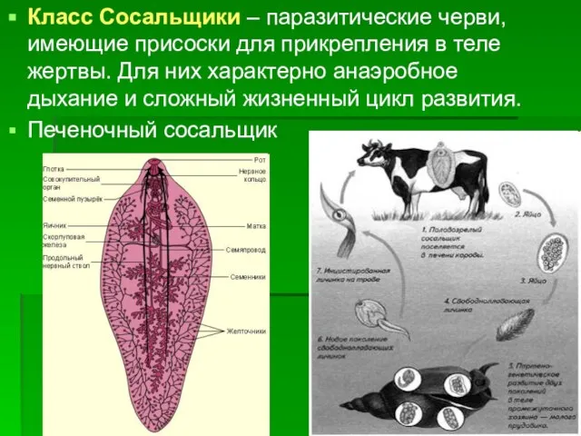 Класс Сосальщики – паразитические черви, имеющие присоски для прикрепления в теле жертвы.