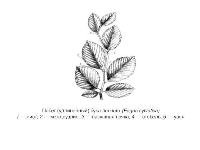 Побег (удлиненный) бука лесного (Fagus sylvatica) / — лист; 2 — междоузлие;