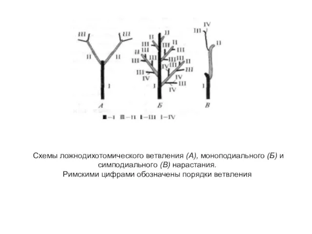 Схемы ложнодихотомического ветвления (А), моноподиального (Б) и симподиального (В) нарастания. Римскими цифрами обозначены порядки ветвления