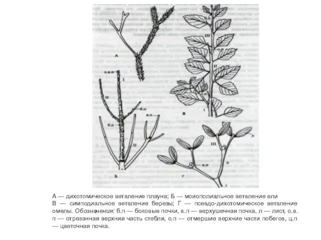 А — дихотомическое ветвление плауна; Б — моиополиальное ветвление ели В —