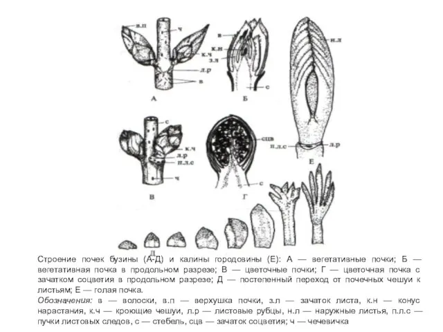 Строение почек бузины (А-Д) и калины городовины (Е): А — вегетативные почки;