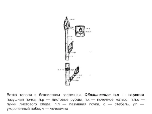 Ветка тополя в безлистном состоянии. Обозначения: в.п — верхняя пазушная почка, л.р