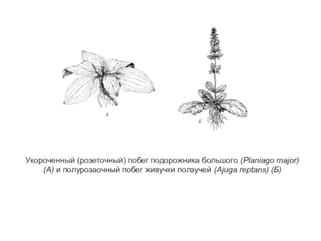 Укороченный (розеточный) побег подорожника большого (Planiago major) (А) и полурозаочный побег живучки ползучей (Ajuga reptans) (Б)