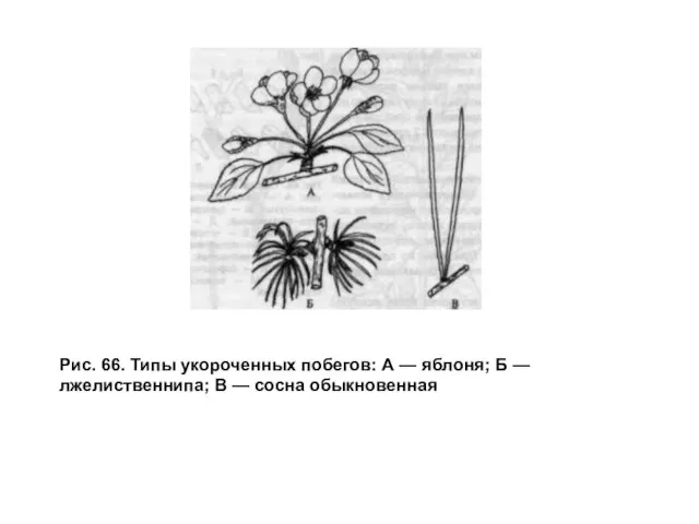 Рис. 66. Типы укороченных побегов: А — яблоня; Б — лжелиственнипа; В — сосна обыкновенная