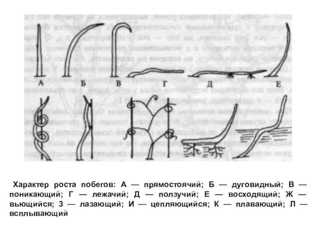 Характер роста побегов: А — прямостоячий; Б — дуговидный; В — поникающий;