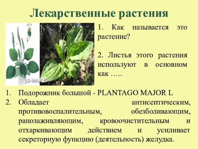 Лекарственные растения 1. Как называется это растение? 2. Листья этого растения используют