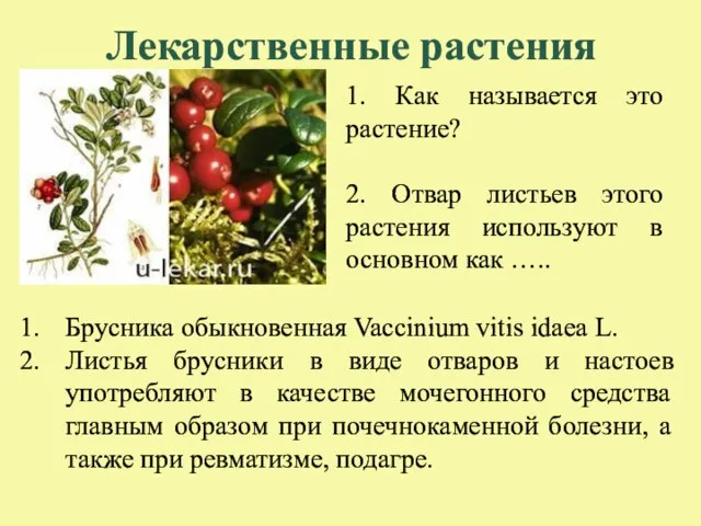 Лекарственные растения 1. Как называется это растение? 2. Отвар листьев этого растения