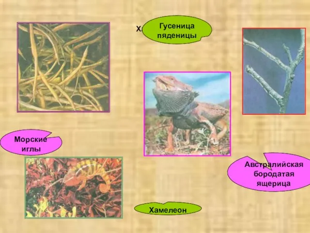 Хамелеон Хамелеон Гусеница пяденицы Австралийская бородатая ящерица Морские иглы