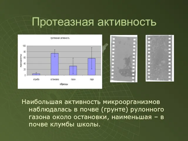 Протеазная активность Наибольшая активность микроорганизмов наблюдалась в почве (грунте) рулонного газона около