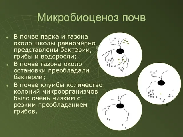 Микробиоценоз почв В почве парка и газона около школы равномерно представлены бактерии,