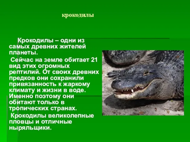 крокодилы Крокодилы – одни из самых древних жителей планеты. Сейчас на земле