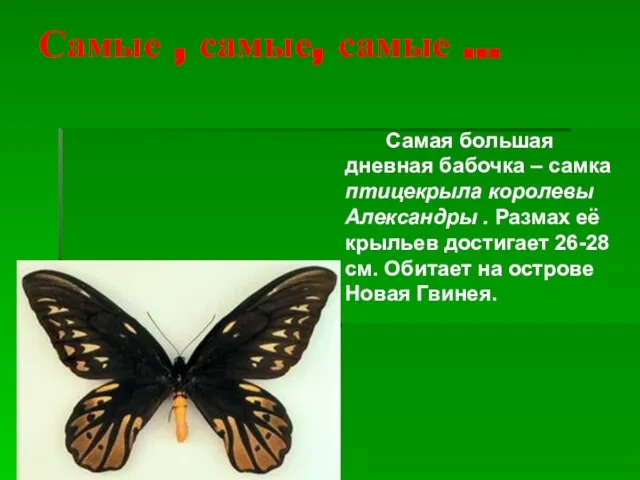 Самые , самые, самые … Самая большая дневная бабочка – самка птицекрыла