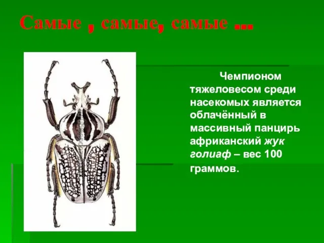 Самые , самые, самые … Чемпионом тяжеловесом среди насекомых является облачённый в