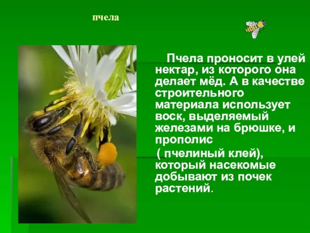 пчела Пчела проносит в улей нектар, из которого она делает мёд. А