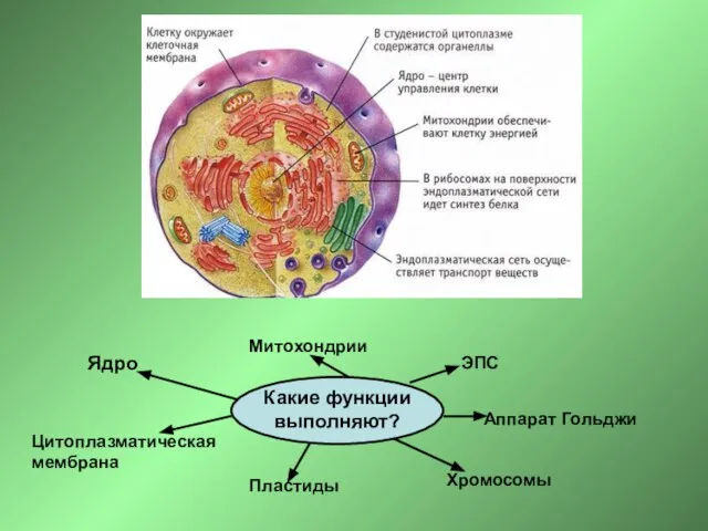 Какие функции выполняют? Ядро Цитоплазматическая мембрана ЭПС Аппарат Гольджи Пластиды Митохондрии Хромосомы