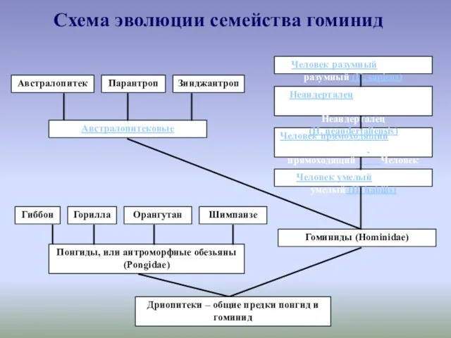 Схема эволюции семейства гоминид Дриопитеки – общие предки понгид и гоминид Понгиды,