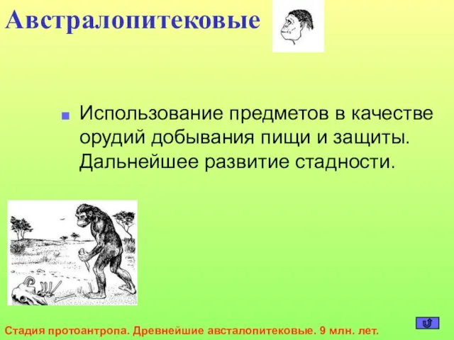 Использование предметов в качестве орудий добывания пищи и защиты. Дальнейшее развитие стадности.