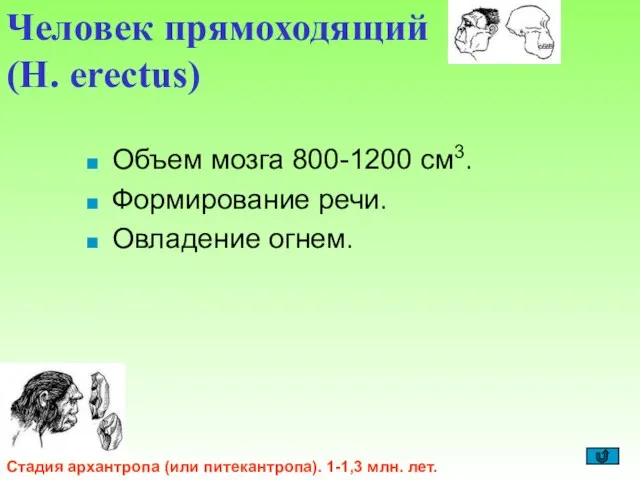 Объем мозга 800-1200 см3. Формирование речи. Овладение огнем. Человек прямоходящий (H. erectus)