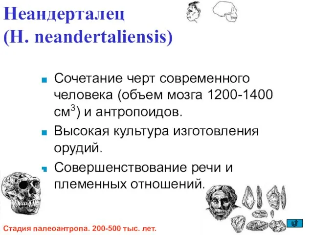 Неандерталец (H. neandertaliensis) Сочетание черт современного человека (объем мозга 1200-1400 см3) и