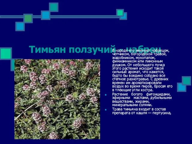 Тимьян ползучий - чабрец В народе его именуют чабрецом, чепчиком, бо­городской травой,