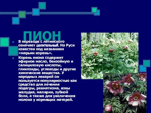 ПИОН В переводе с латинского означает целительный. На Руси известен под названием